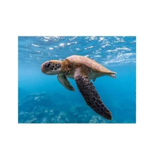 Affiche Tortue Marine - Exploration