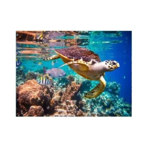 Poster Tortue de Mer - Liberty