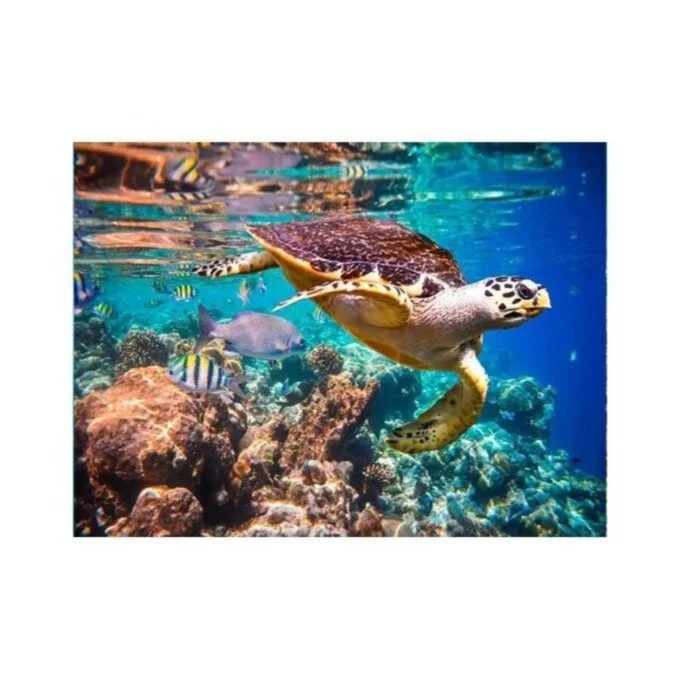 Poster Tortue de Mer Liberty