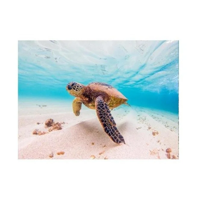 Affiche Tortue Paradise