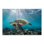 Poster Tortue Marine - SunLight