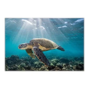 Poster Tortue Marine - SunLight