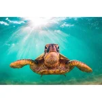 Affiche Tortue de Mer - Turquoise