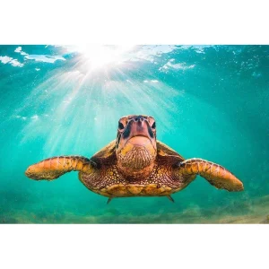 Affiche Tortue de Mer - Turquoise