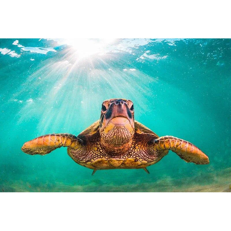 Affiche Tortue de Mer Turquoise