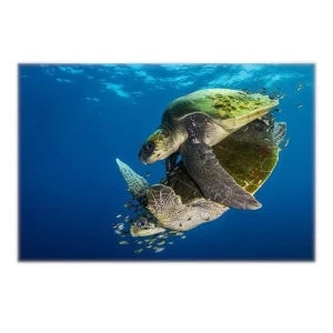 Affiche Tortue de Mer - En Duo