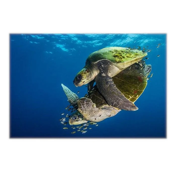 Affiche Tortue de Mer - En Duo