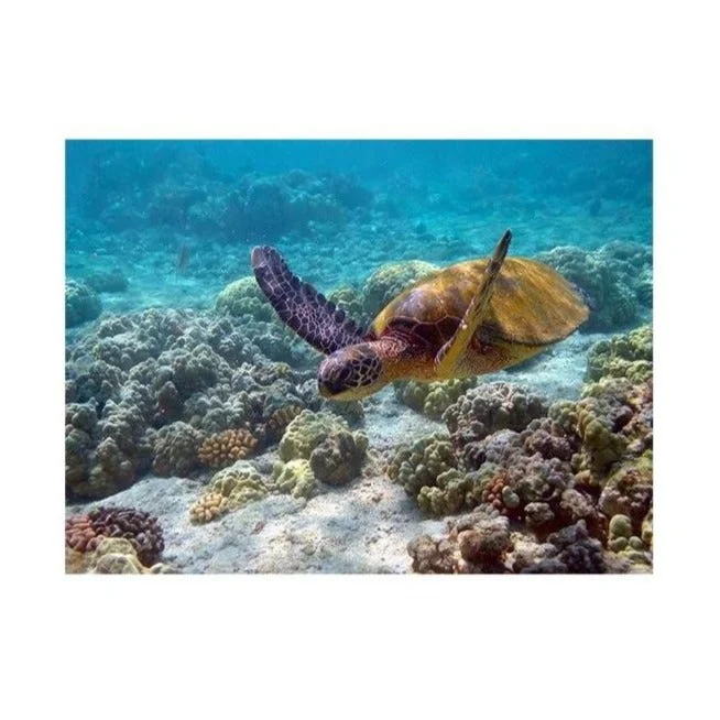Affiche Tortue de Mer - Serenity