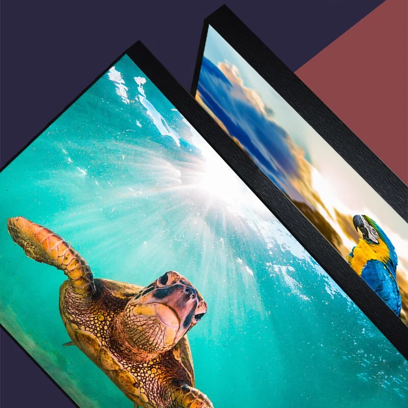Affiche Tortue de Mer - Turquoise – Image 4