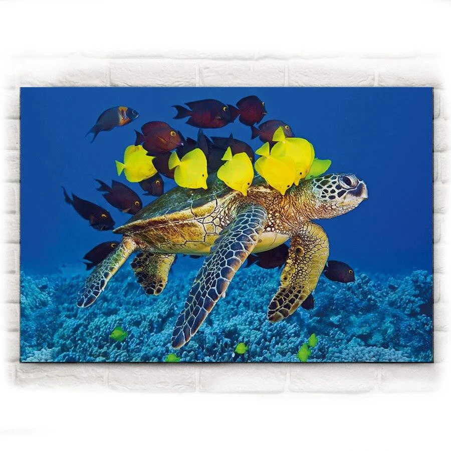 Tableau Tortue Calinades