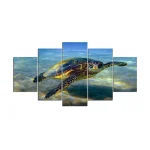 Tableau Tortue - Observation