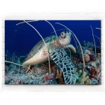 Tableau Tortue - Surprise