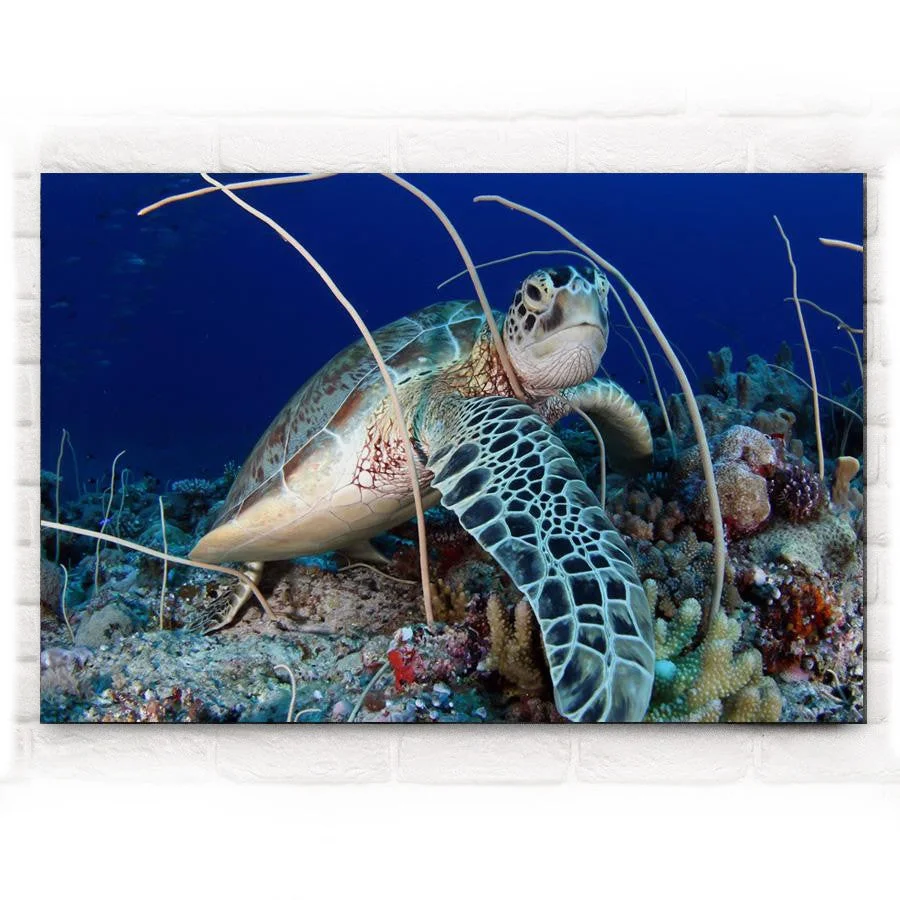 Tableau Tortue Surprise