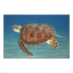 Tableau Tortue - Sérénité