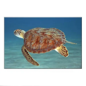 Tableau Tortue - Sérénité