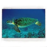 Tableau Tortue - Mer Verte