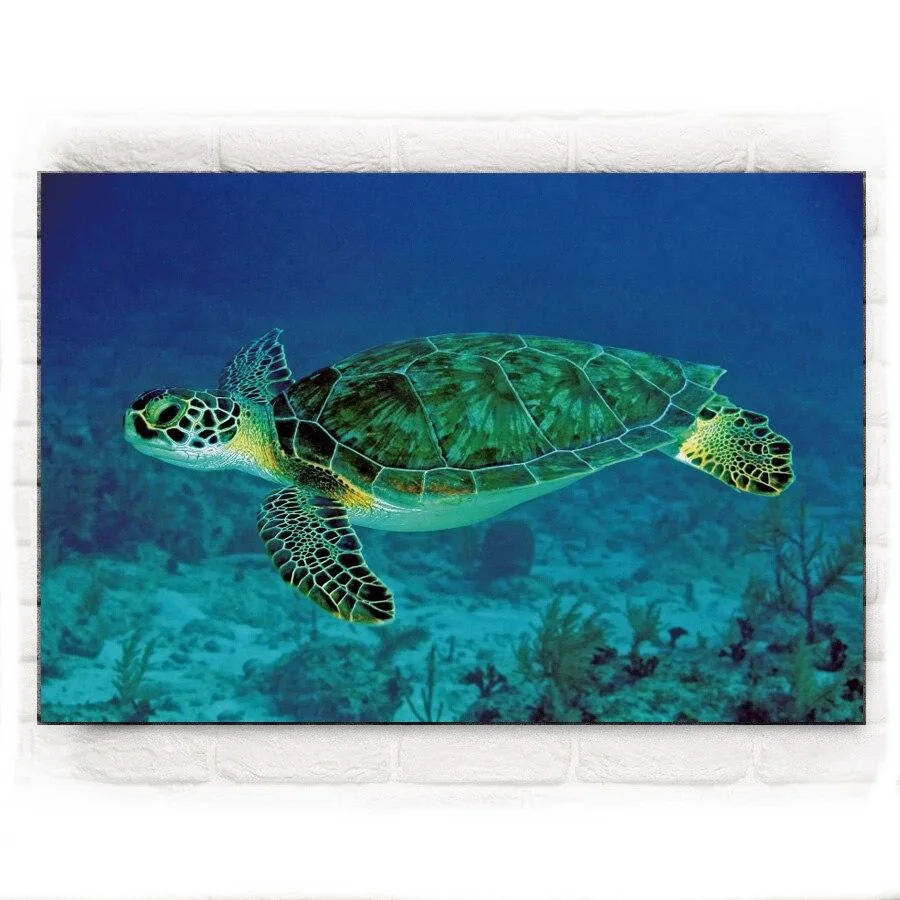 Tableau Tortue Mer Verte