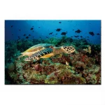 Tableau Tortue - Corail