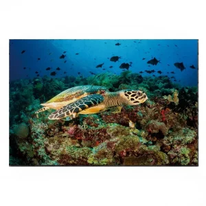 Tableau Tortue - Corail