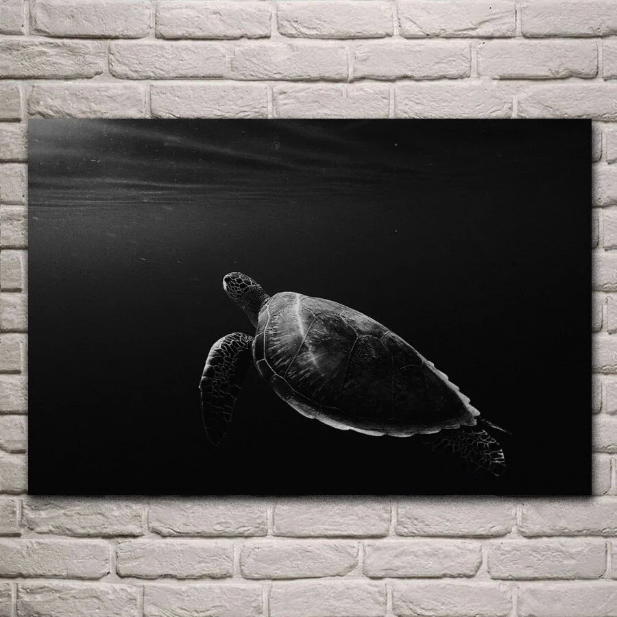 Tableau Tortue Design