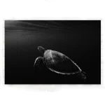 Tableau Tortue - Noirceur Profonde