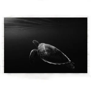 Tableau Tortue - Noirceur Profonde